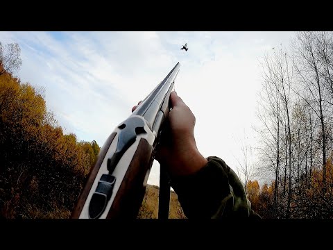 Видео: Чётко налетел на выстрел!  Охота на Тетерева.