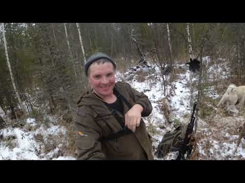 Видео: Подписчик в шоке от охоты. Охота на кабана. Кабан ранил собаку
