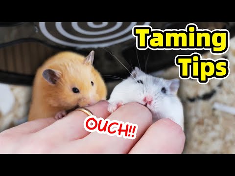 Видео: Как приручить хомяка и свести к минимуму укусы /How to Tame Hamster and Minimise Biting