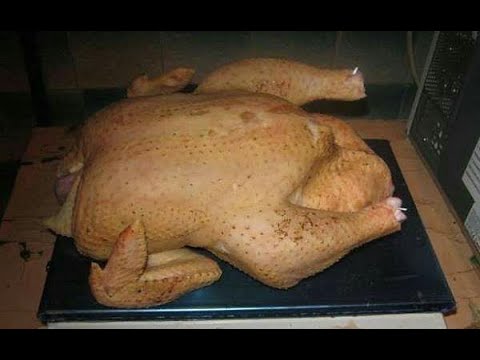 Видео: Бройлер убой 38 дней! Вес тушки и живого! Чем кормить и пропаивать бройлеров! Содержание без клеток!