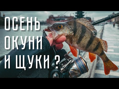 Видео: ОКУНИ И ЩУКИ в столице! Осенний СТРИТФИШИНГ. РЫБАЛКА в центре МОСКВЫ.