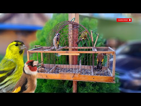 Видео: Красивый щегол, бородатый чиж. Видео охота.