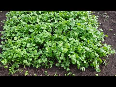 Видео: Бизнес на зелени. Обзор огорода на начало сентября..