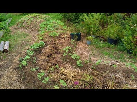 Видео: Как растут наши пермакультурные грядки