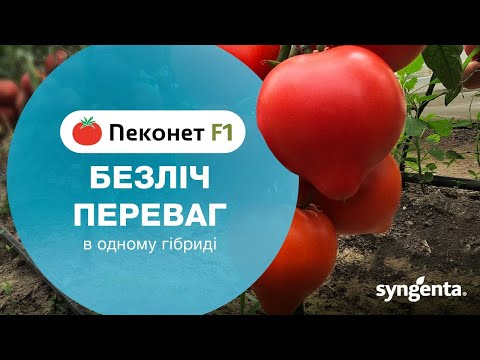 Видео: Новинка! Томат  🍅 ПЕКОНЕТ F1.