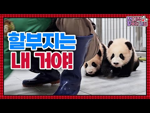 Видео: (СУБ) Потому что нас двое! Панды-близнецы в два раза милее🐼│Мир панд