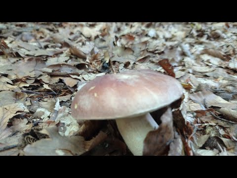 Видео: Це справжній шок!!!Я ще такого боровика ніколи не знаходив!!!