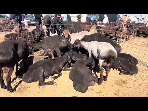 Видео: Қарабұлақ мал базары қой  ешкі бағасы 24.09.2025