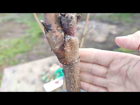 Видео: peach grafting // самая простая прививка персика