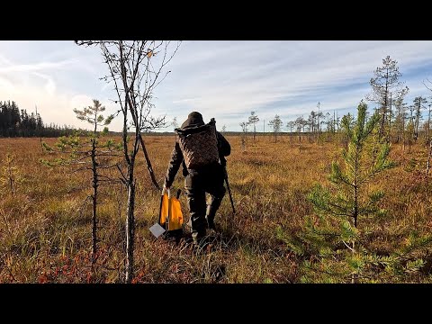 Видео: С ЭТИМ ИНСТРУМЕНТОМ КЛЮКВА СОБИРАЕТСЯ В 100 РАЗ БЫСТРЕЕ. КАК СОБИРАТЬ КЛЮКВУ. СБОР КЛЮКВЫ В КАРЕЛИИ