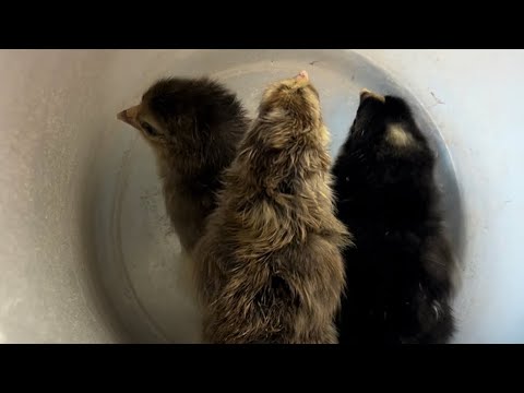 Видео: Маленькие цыплята