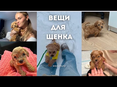Видео: вещи для щенка мальтипу | что нужно купить для щенка?