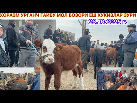 Видео: ХОРАЗМ УРГАНЧ ГАЙБУ МОЛ БОЗОРИ ЁШ ХУКИЗЛАР ЗУРИ 26 октябрь 2025 г.