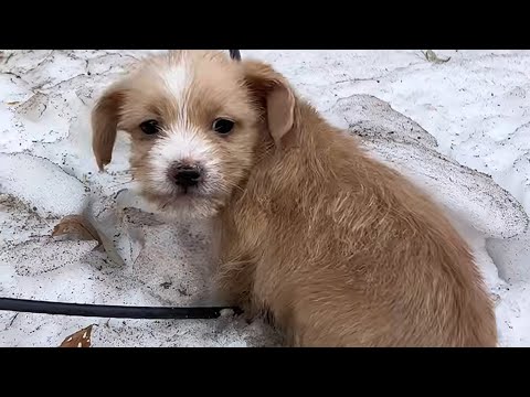 Видео: Женщина спасла насильственного щенка и дала ему любящий дом!