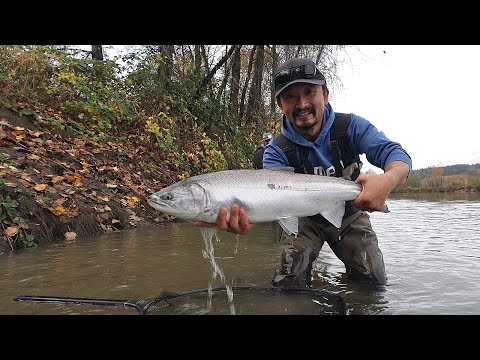 Видео: Ловля серебристого кижуча в приливной реке Фрейзер и почему этот вид промысла важен | Рыбалка на ...