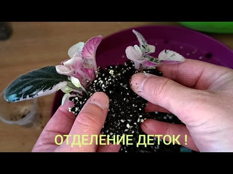 Видео: ОТСАДКА ДЕТОК ОТ ЛИСТА !!