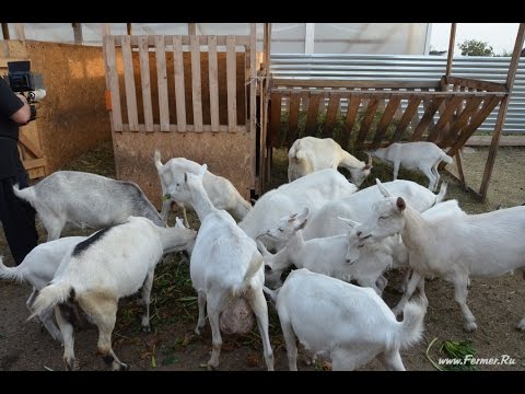 Видео: Содержание коз в ЛПХ Марины Каманиной