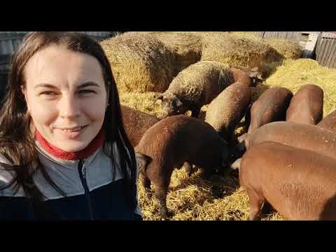 Видео: ИЗМЕРЯЕМ ХРЯКА В 1 ГОД, ВЕС ПОРОСЯТ ПОСЛЕ ОТЪЁМА