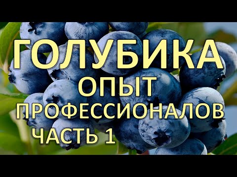 Видео: Голубика  Опыт выращивания от профессионалов / часть 1