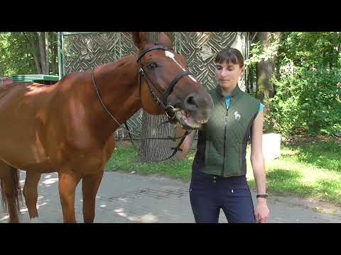 Видео: Как развить в себе чувство лошади. Часть 2. Положение таза.
