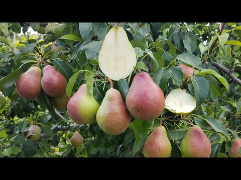 Видео: ГРУША ЛЮБИМИЦА КЛАППА