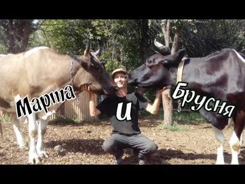 Видео: адаптация коров друг к другу//соединил коров в одно стадо//Марфа и брусня на пастбище