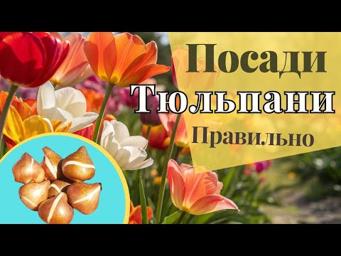 Видео: Коли і як садити тюльпани восени, щоб вони заквітли розкішно навесні
