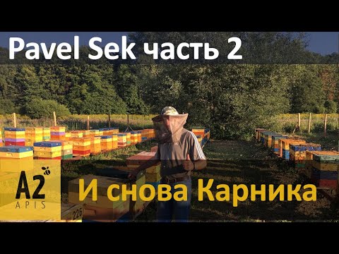 Видео: Промышленный матковод Paweł Sęk (PL): и снова #карника - часть №2