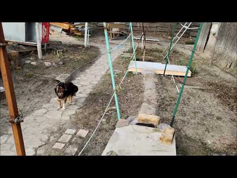 Видео: Шпалеры для винограда  Из чего и как построить  Как достроить вторую плоскость