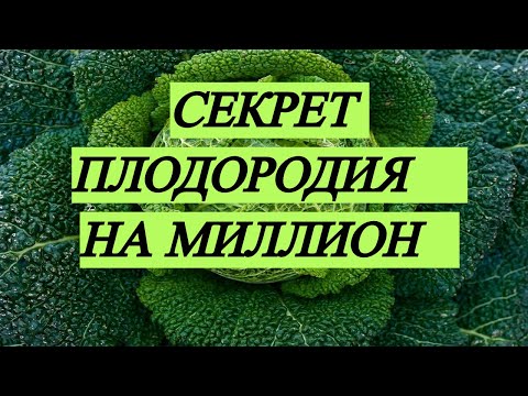 Видео: Подробно о БАРМАТУХЕ/комплекс грибов, микробов и их метаболиты для здоровой  плодородной почвы/№357