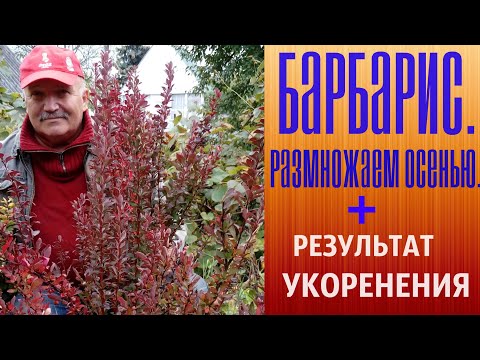 Видео: Барбарис  Размножаем осенью + Результат укоренения