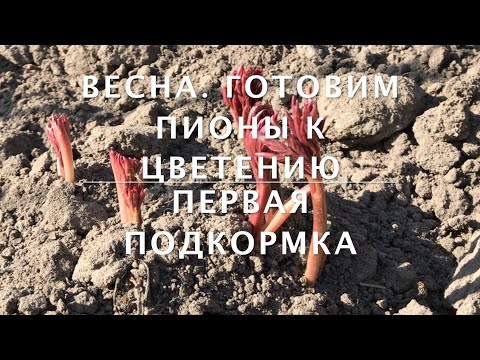 Видео: Весна. Готовим пионы к цветению. Первая подкормка.