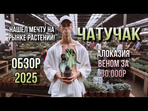 Видео: ЧАТУЧАК 🌿 ОБЗОР НА САМЫЙ БОЛЬШОЙ РЫНОК РАСТЕНИЙ В МИРЕ! CHATUCHAK 2025