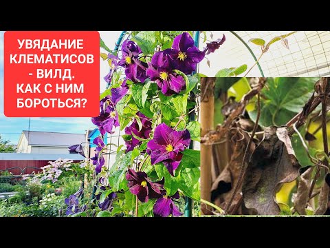 Видео: УВЯДАНИЕ КЛЕМАТИСОВ - ВИЛД. КАК С НИМ БОРОТЬСЯ?
