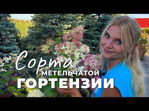 Видео: Гортензия метельчатая: сорта на пике декоративности