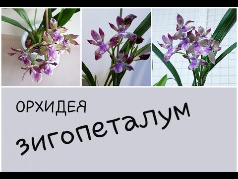Видео: Zygopetalum Blue Angel: обзор, осмотр, пересадка, развитие