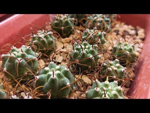 Видео: Обзор сеянцев, выращенных из семян магазина "Cactus Garden"