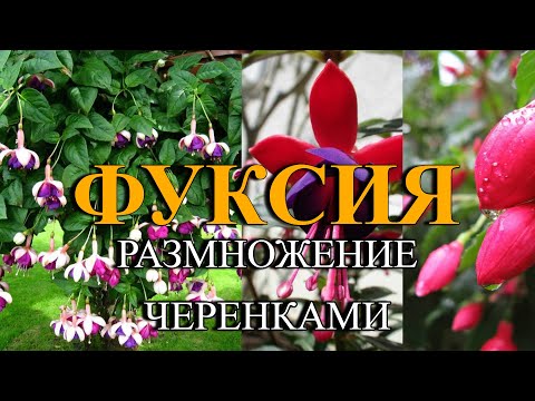 Видео: РАЗМНОЖЕНИЕ ФУКСИЯ - ПОЧЕМУ ИМЕННО ЧЕРЕНКАМИ