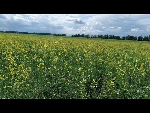 Видео: Яровой Рапс "Ювента" 24 июля 2024 год. Осмотр