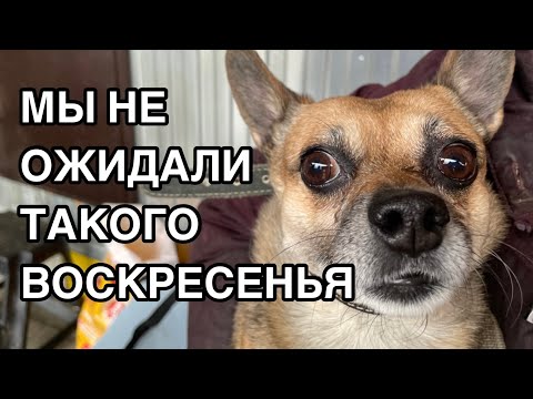 Видео: Спасение животных/ Воскресение в приюте "Хвостатое счастье"/ А вы говорите выходной