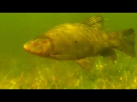 Видео: О чем молчат рыбы. Выпуск 2