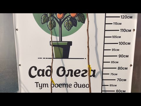 Видео: Хурма. Саджанці ВКС