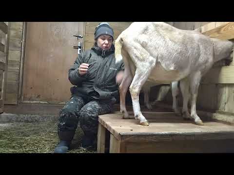 Видео: Йод для коз. Профилактика.