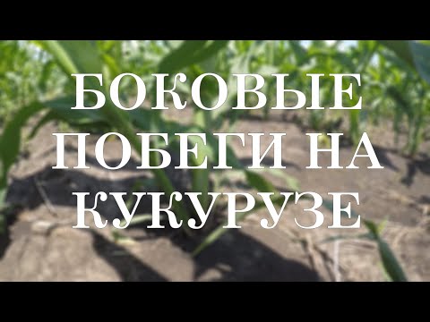 Видео: Боковые побеги на кукурузе 🌽 причины возникновения