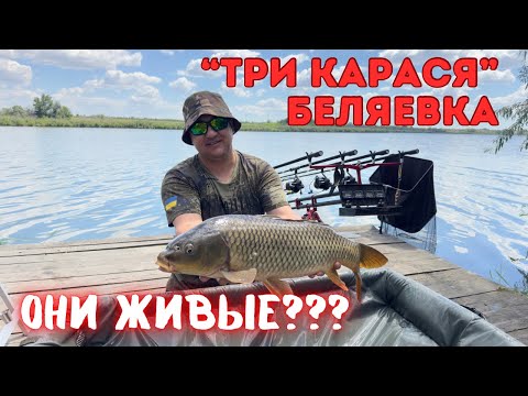 Видео: Три карася 4,5 суток… говорили мертвый водоем, но …