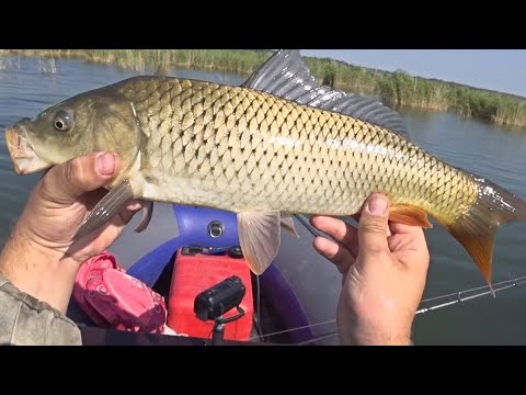 Видео: РЫБАЛКА НА САЗАНА. КРУПНЫЙ САЗАН  НА ПОПЛАВОК  САЗАН НА КУКУРУЗУ