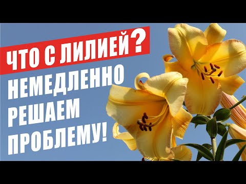 Видео: ЧТО С ЛИЛИЕЙ? НЕМЕДЛЕННО РЕШАЕМ ПРОБЛЕМУ!