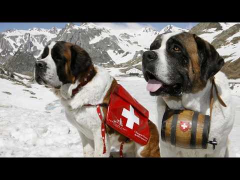 Видео: Этот выносливый четвероногий Спасатель с Бочонком Бренди ждет вас в Альпах - СЕНБЕРНАР!