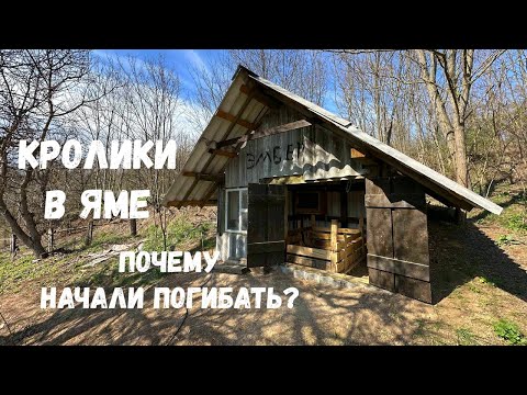 Видео: Разведение Кроликов В Яме Эпизод 4, Слишком Быстро Размножаются
