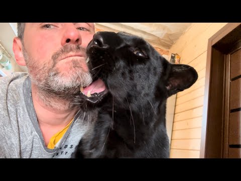 Видео: Каково это жить с леопардом 😈